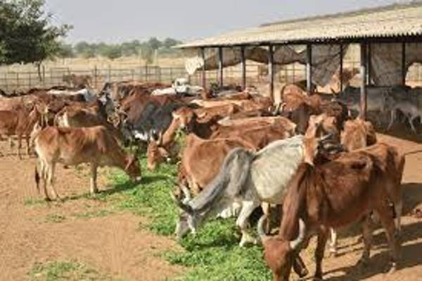 thumbnail Gau Mata Seva